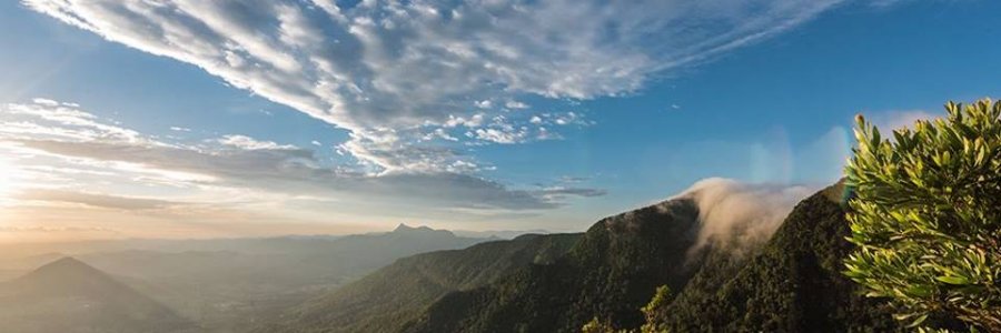 2019 Stinson Walk Photo From O'Reilly's Rainforest Retreat Facebook Page