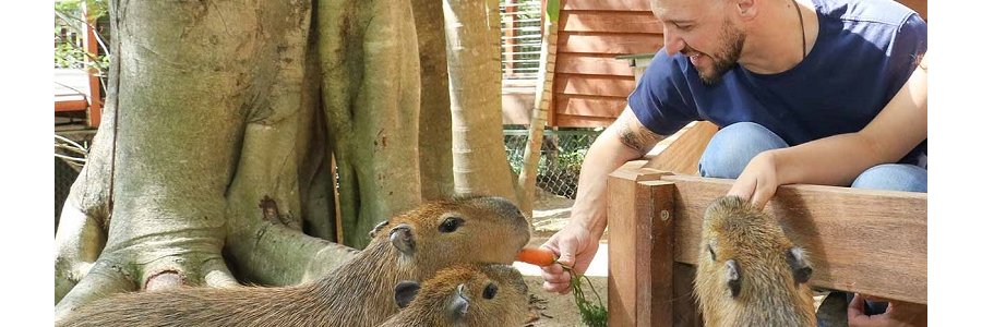 Capybaras Encounter Photo From Currumbin Sanctuary Website