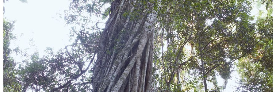 Tree Top Walk 0021